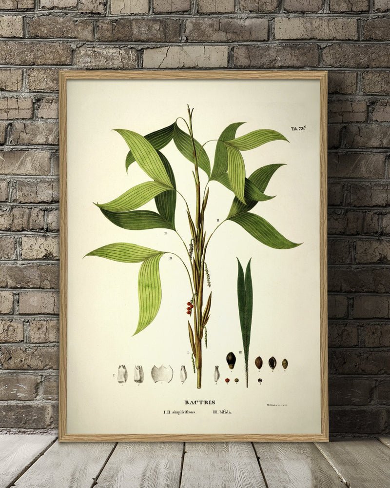 Bactris Botanical Framed Art Print - 50x70 3524 - Uneeka