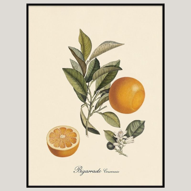 Bigarrade Oranges Framed Art Print - BFG 50x70 3603 - Uneeka