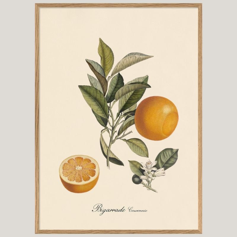 Bigarrade Oranges Framed Art Print - OFG 50x70 3603 - Uneeka
