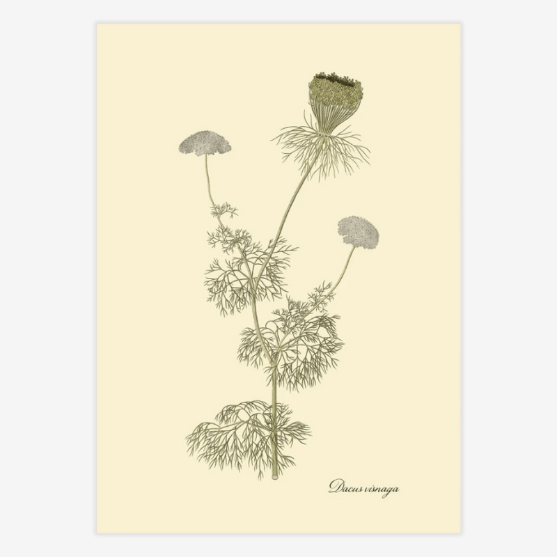 Bishop's Weed Framed Art Print - 50x70 3126 - Uneeka