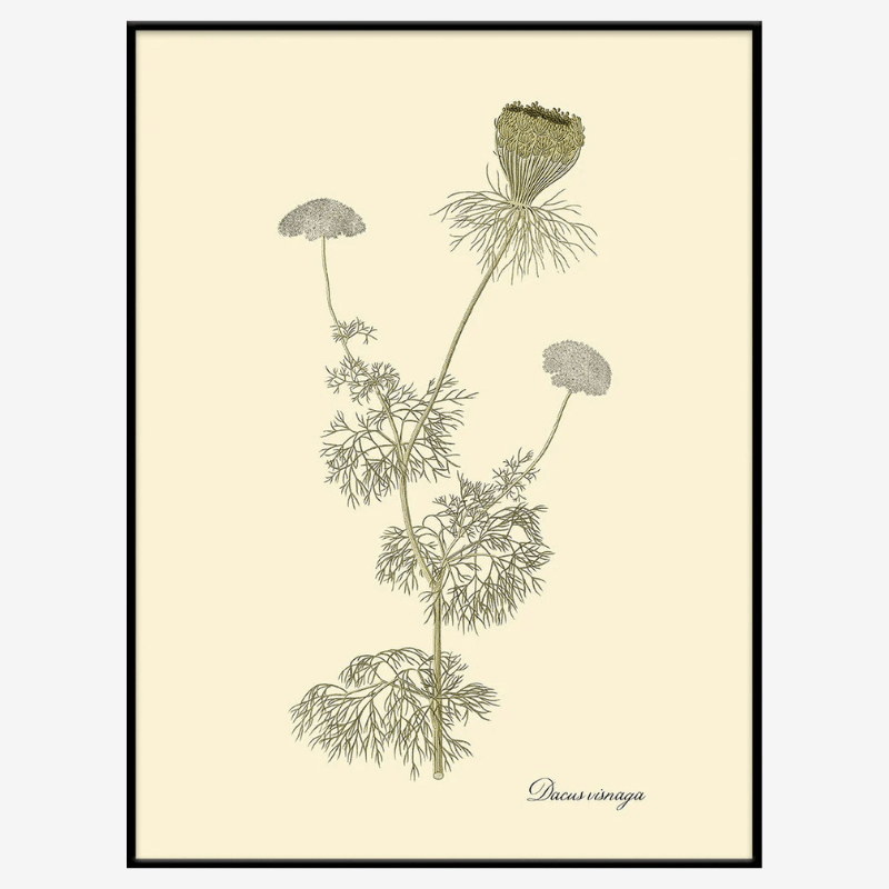 Bishop's Weed Framed Art Print - BFG 50x70 3126 - Uneeka