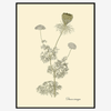 Bishop's Weed Framed Art Print - BFG 50x70 3126 - Uneeka
