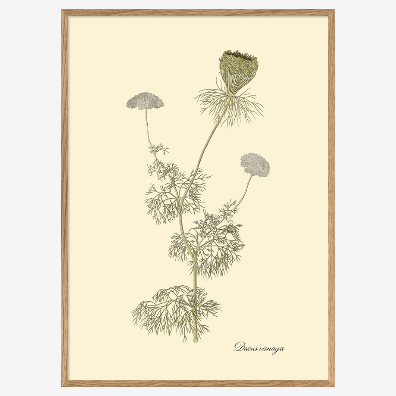 Bishop's Weed Framed Art Print - OFG 50x70 3126 - Uneeka