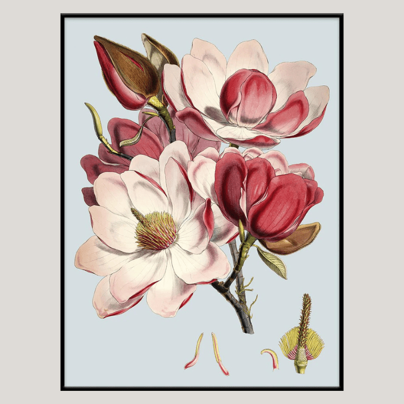 Blooming Pink Flower Framed Print - OFG 50x70 4600 - Uneeka