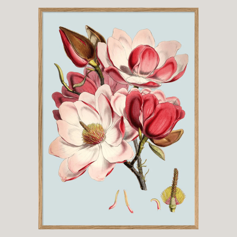 Blooming Pink Flower Framed Print - OFG 50x70 4600 - Uneeka