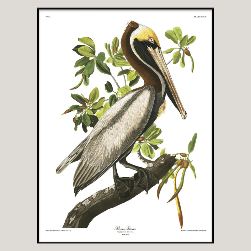 Brown Pelican Framed Art Print - BFG 50x70 6508 - Uneeka