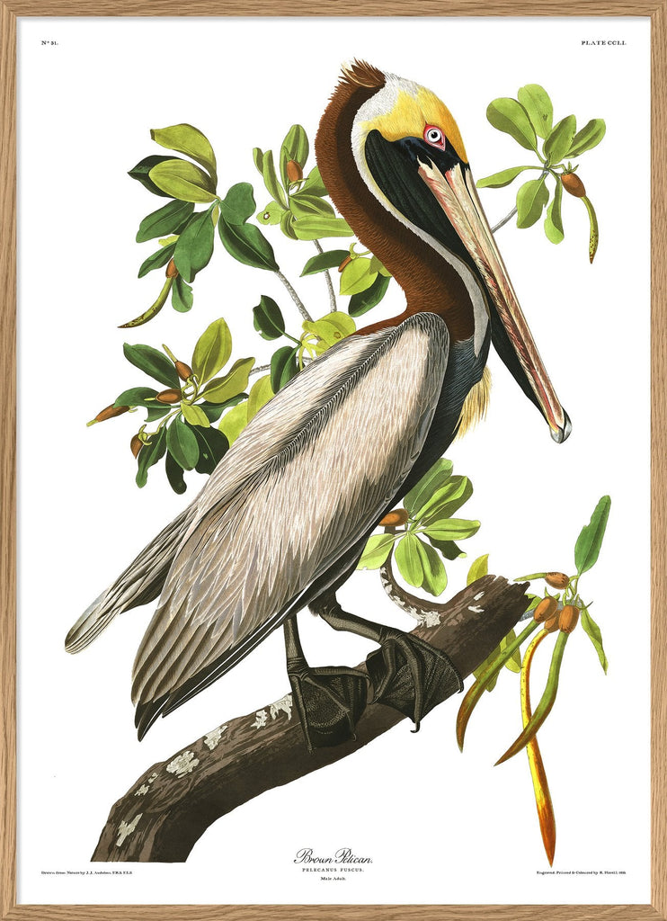 Brown Pelican Framed Art Print - OFG 50x70 6508 - Uneeka