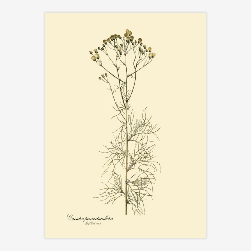 Cacalia Peucedanfolia Framed Art Print - 50x70 3127 - Uneeka