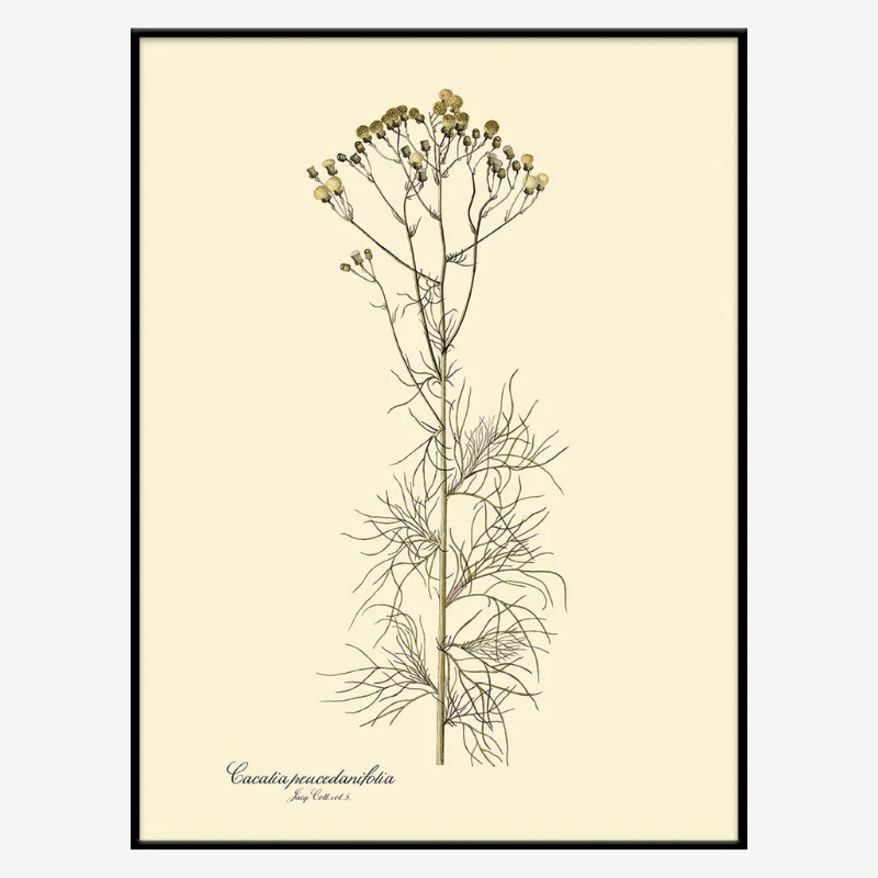 Cacalia Peucedanfolia Framed Art Print - BFG 50x70 3127 - Uneeka