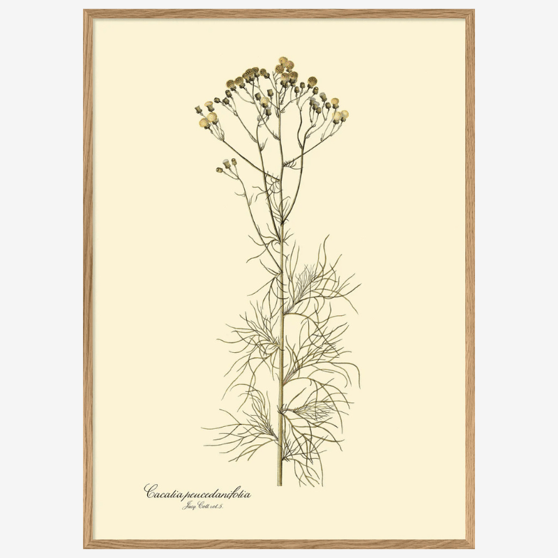 Cacalia Peucedanfolia Framed Art Print - OFG 50x70 3127 - Uneeka