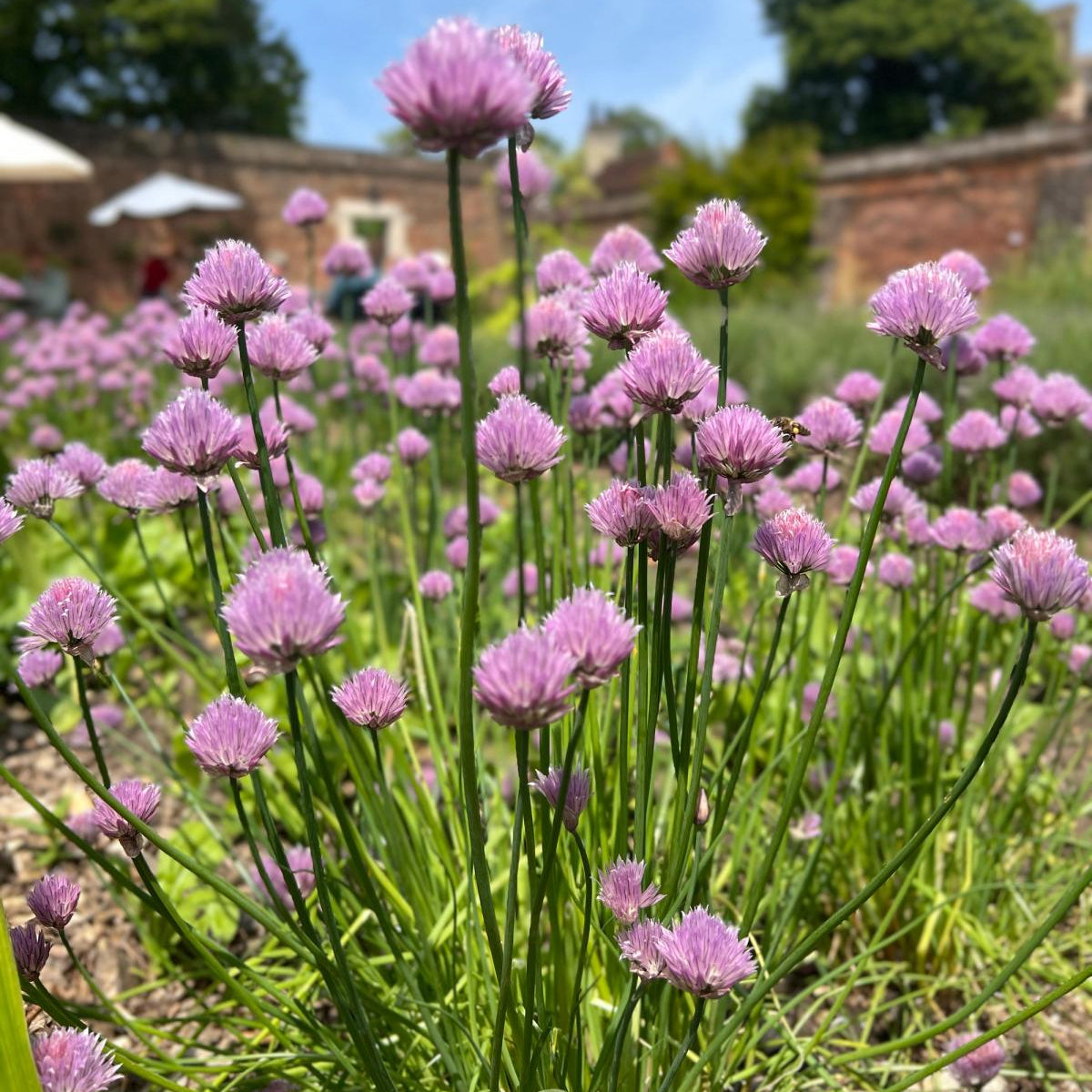 Herboo Seed Pack Chives - Uneeka