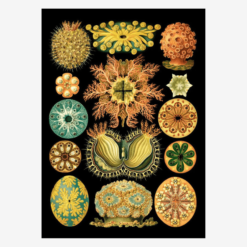 Colourful Organisms Black Backed Framed Art Print - 70x100 8205 - Uneeka