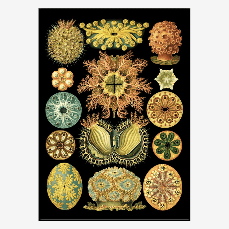 Colourful Organisms Black Backed Framed Art Print - BFG 50x70 8205 - Uneeka