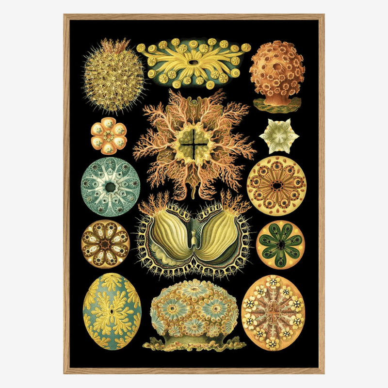 Colourful Organisms Black Backed Framed Art Print - OFG 50x70 8205 - Uneeka