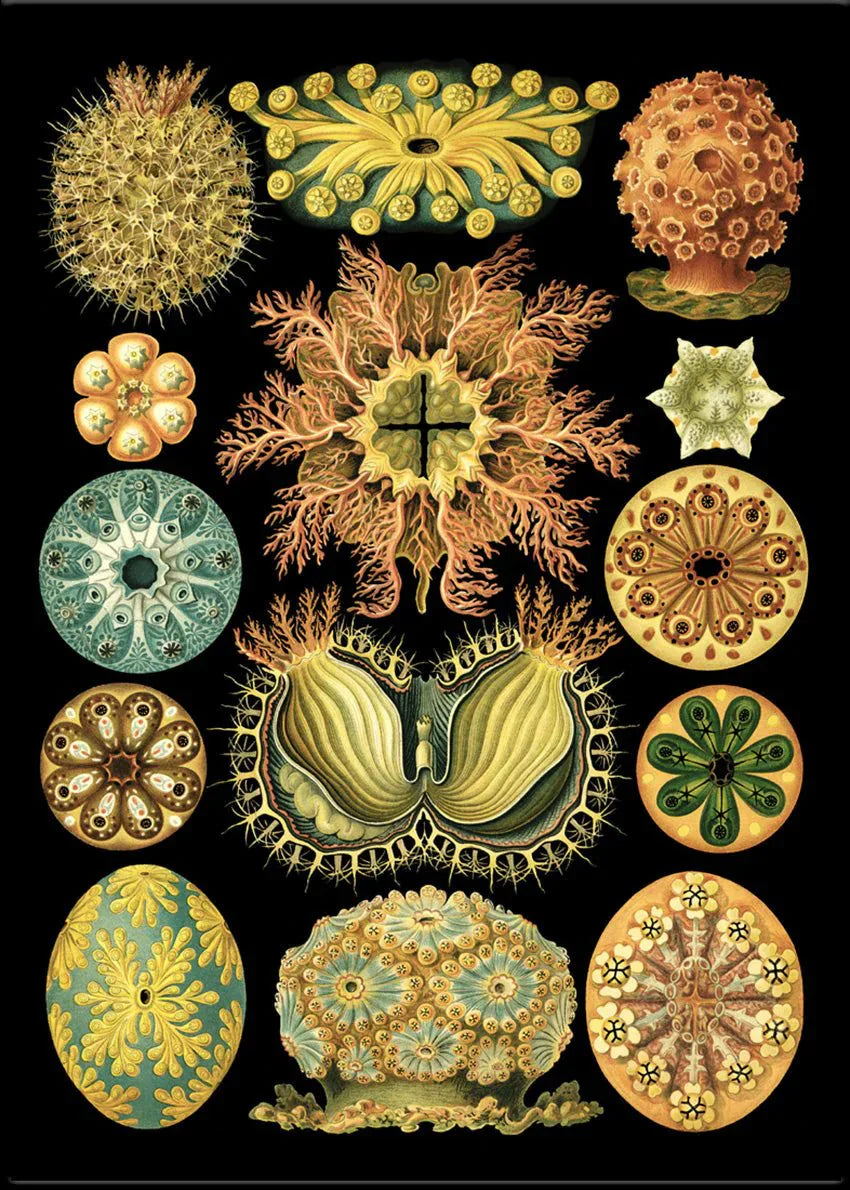 Colourful Organisms Black Backed Framed Art Print - BFG 50x70 8205 - Uneeka