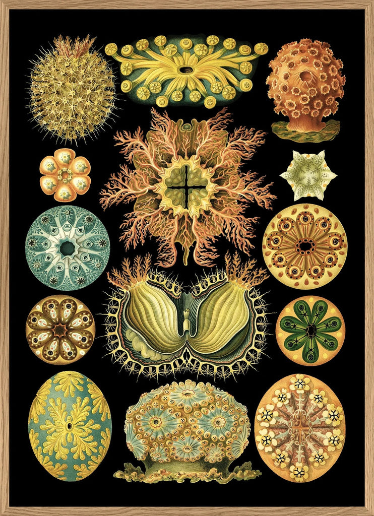 Colourful Organisms Black Backed Framed Art Print - OFG 50x70 8205 - Uneeka