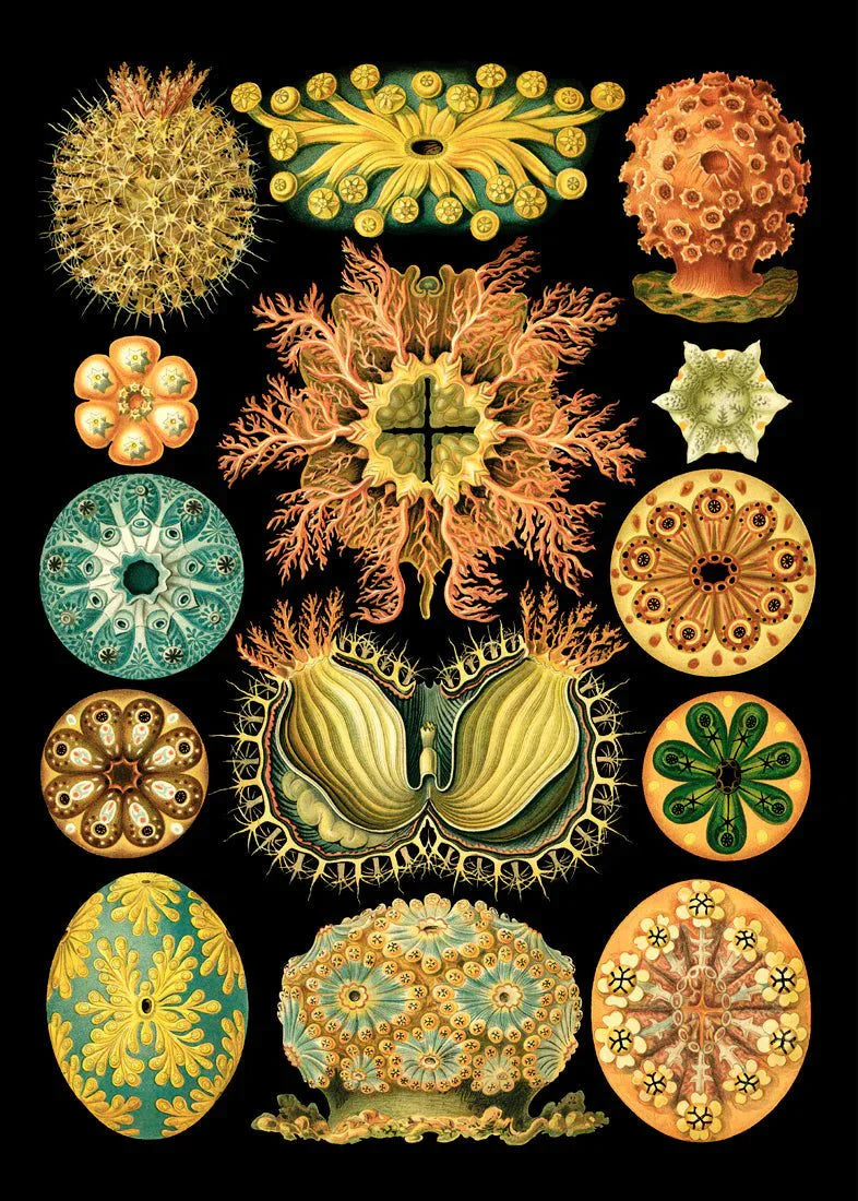 Colourful Organisms Black Backed Framed Art Print - 70x100 8205 - Uneeka