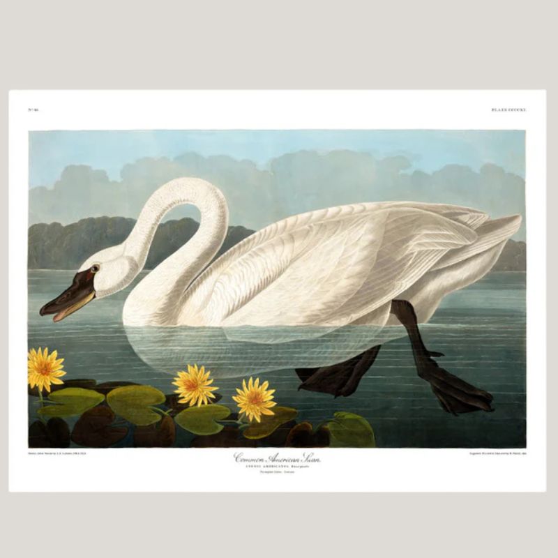 Common American Swan Framed Art Print - 50x70 6510 - Uneeka