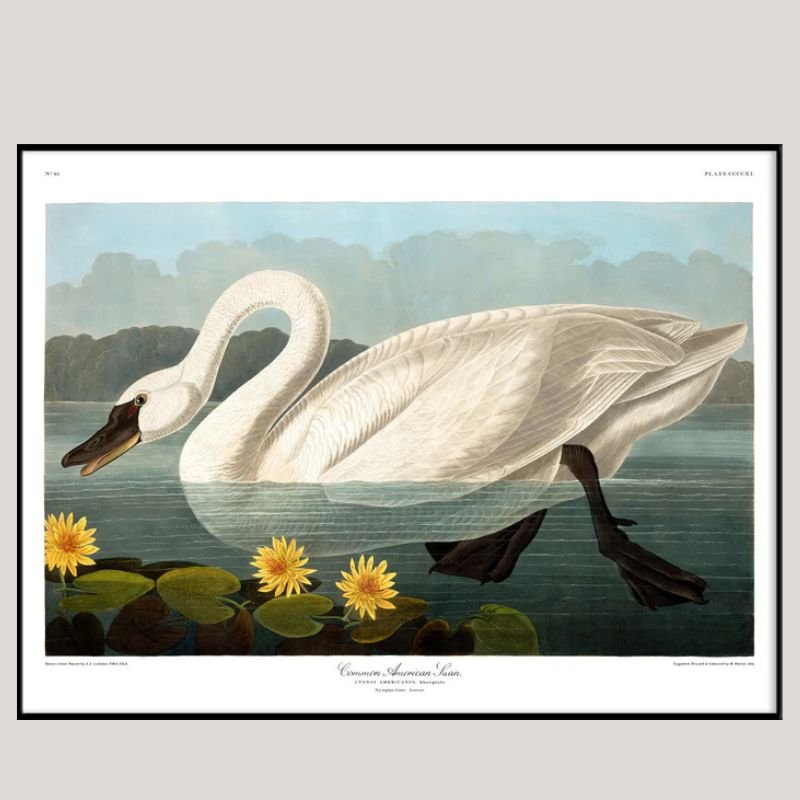 Common American Swan Framed Art Print - BFG 50x70 6510 - Uneeka