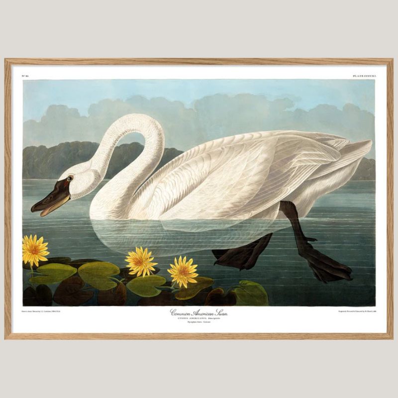Common American Swan Framed Art Print - OFG 50x70 6510 - Uneeka