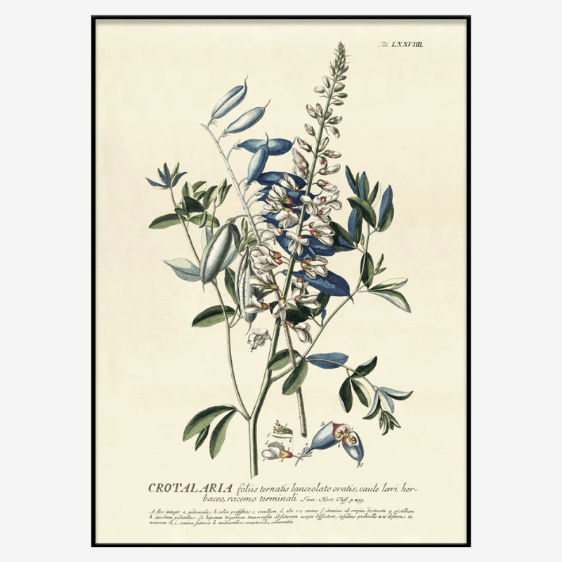 Crotalaria Flower Framed Art Print - OFG 50x70 3727 - Uneeka