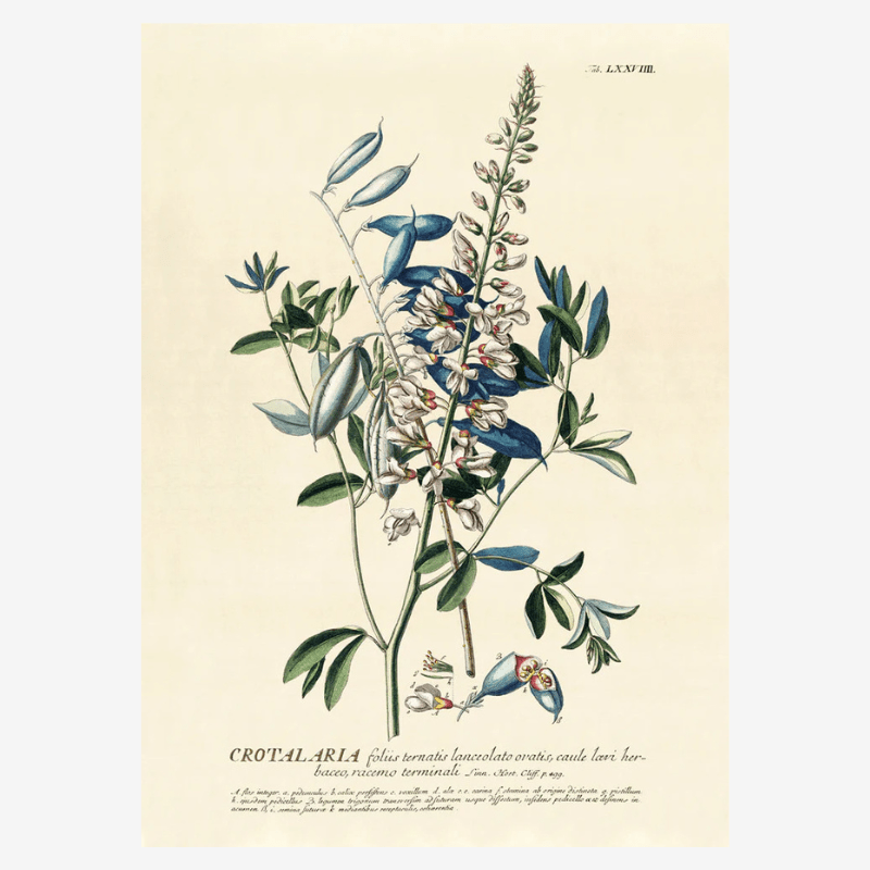 Crotalaria Flower Framed Art Print - OFG 50x70 3727 - Uneeka