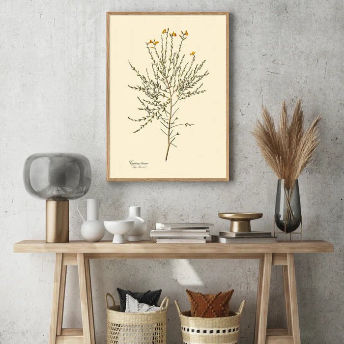 Cytisus Tener Framed Botanical Art Print - OFG 50x70 3103 - Uneeka