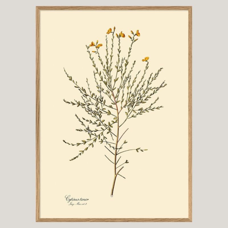 Cytisus Tener Framed Botanical Art Print - OFG 50x70 3103 - Uneeka