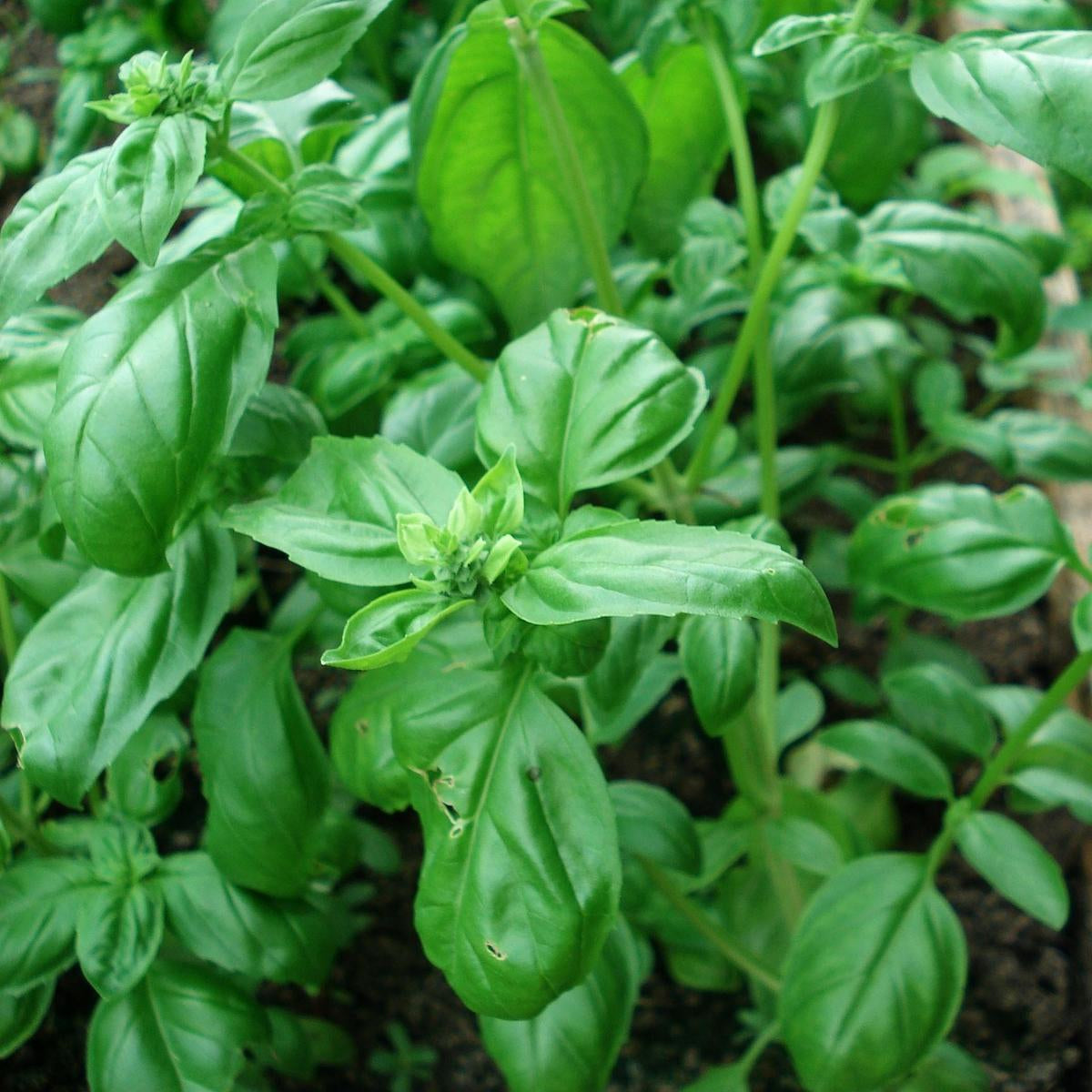 Cocktail Herbs Seed Set - SSCL01 - Uneeka