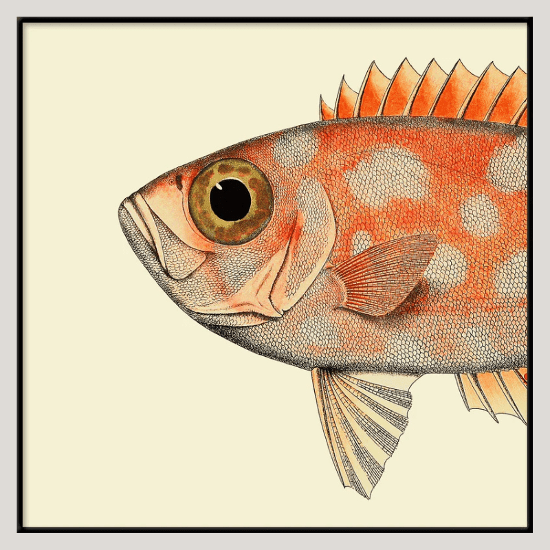 Dotted Orange Fish Head Framed Art Print - BFP 30x30 5610 - Uneeka