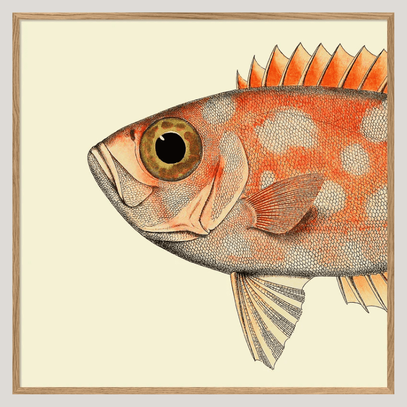 Dotted Orange Fish Head Framed Art Print - OFG 30x30 5610 - Uneeka