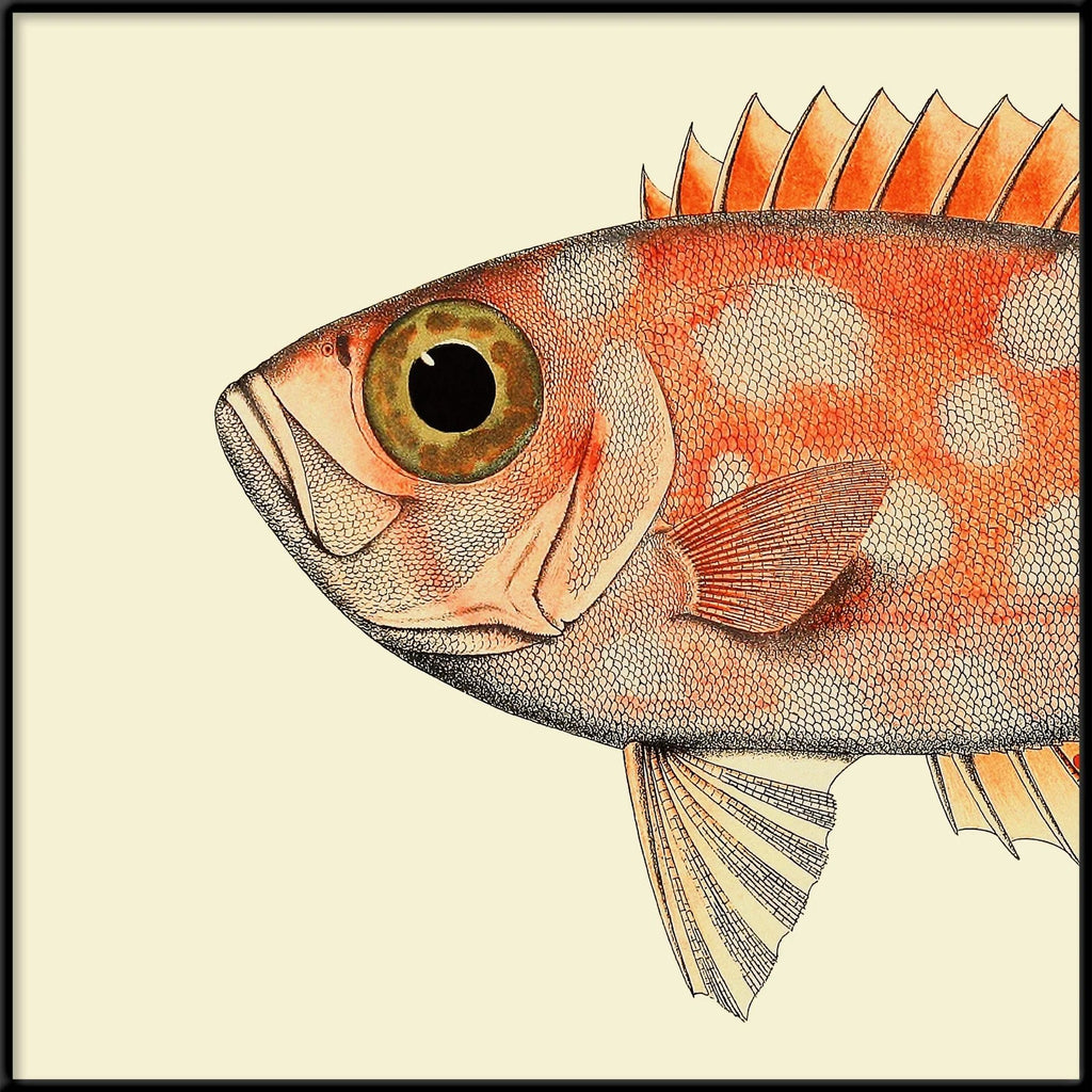 Dotted Orange Fish Head Framed Print - BFP 30x30 5610 - Uneeka