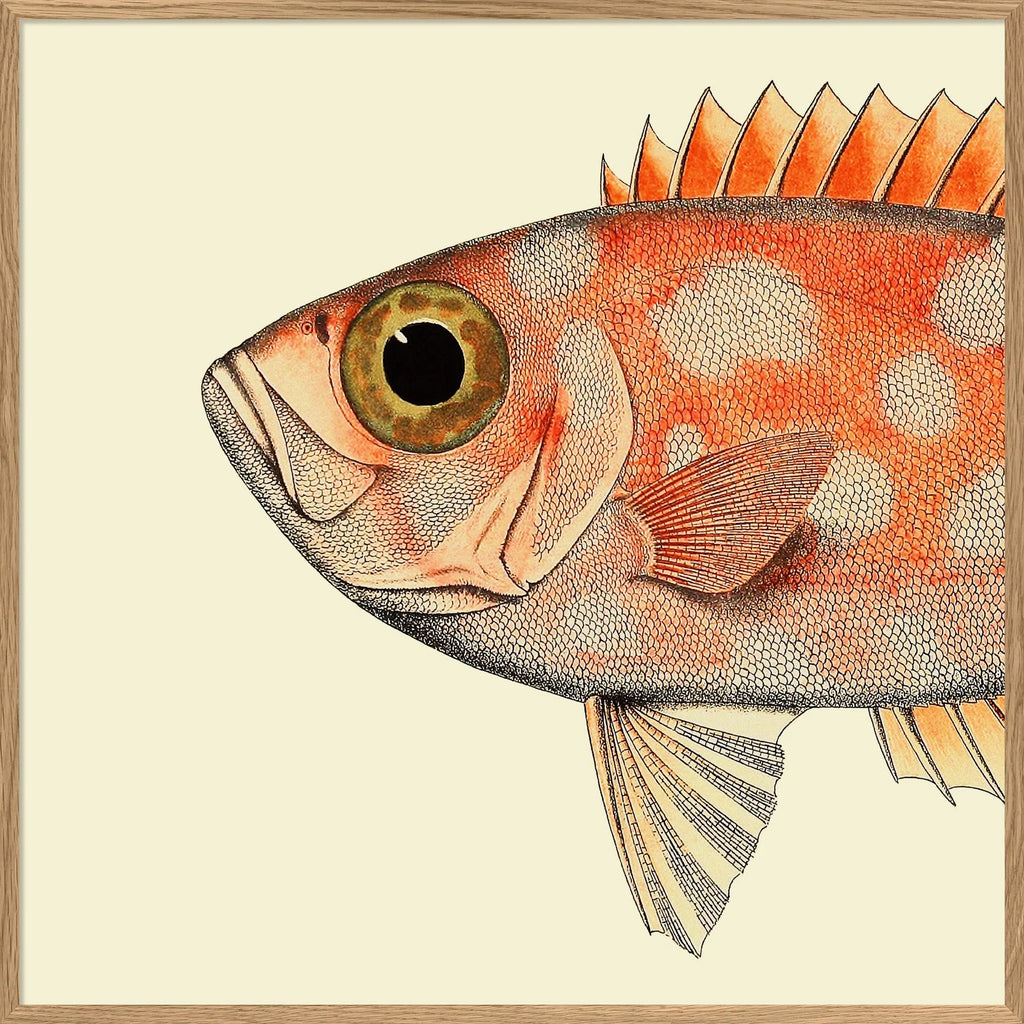 Dotted Orange Fish Head Framed Print - OFP 30x30 5610 - Uneeka