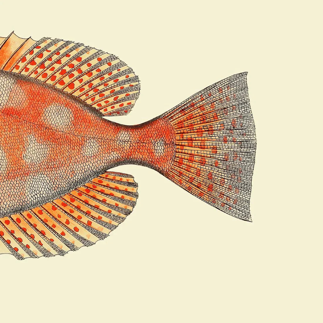 Dotted Orange Fish Tail Framed Print - OFP 30x30 5611 - Uneeka