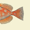 Dotted Orange Fish Tail Framed Print - OFP 30x30 5611 - Uneeka
