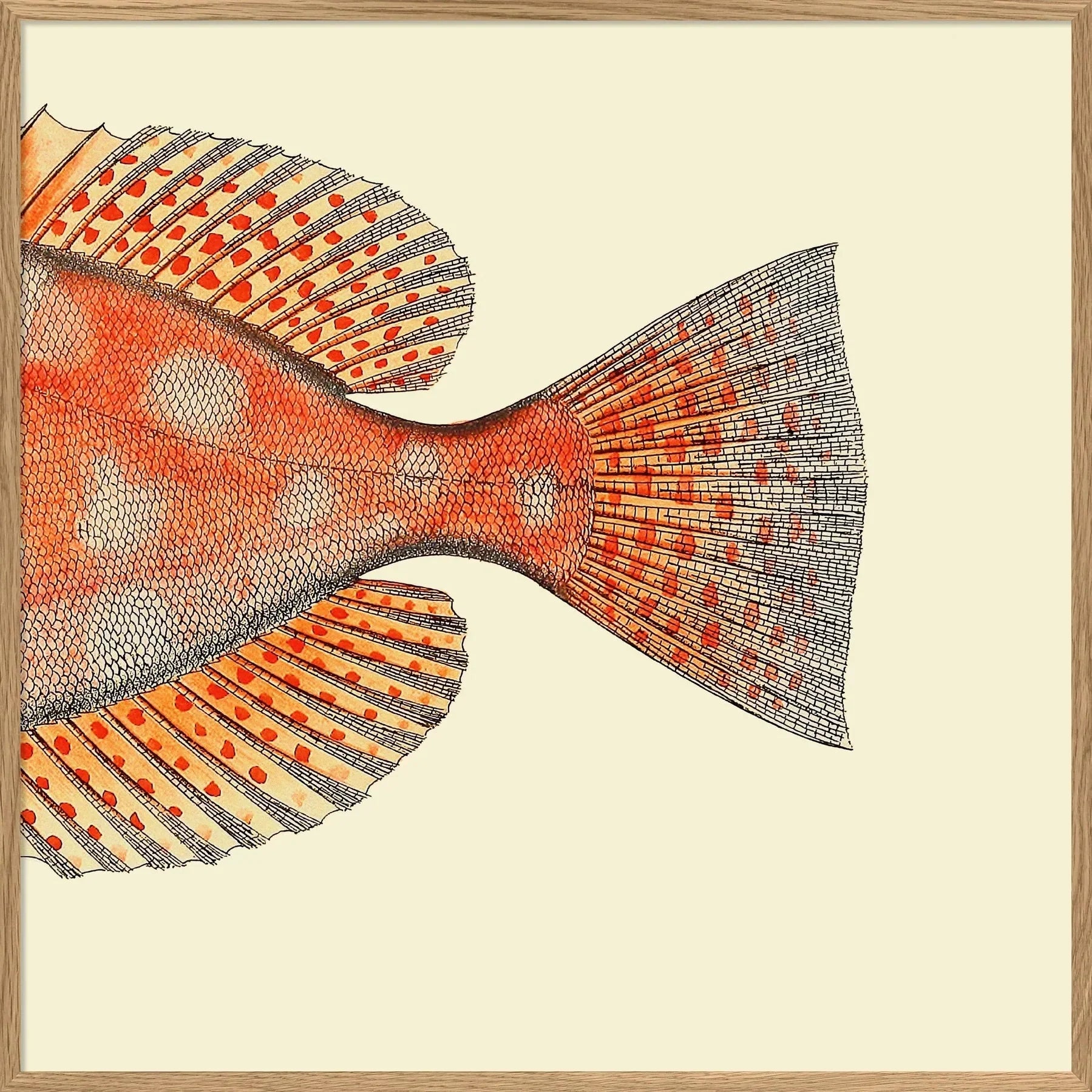 Dotted Orange Fish Tail Framed Print - OFP 30x30 5611 - Uneeka