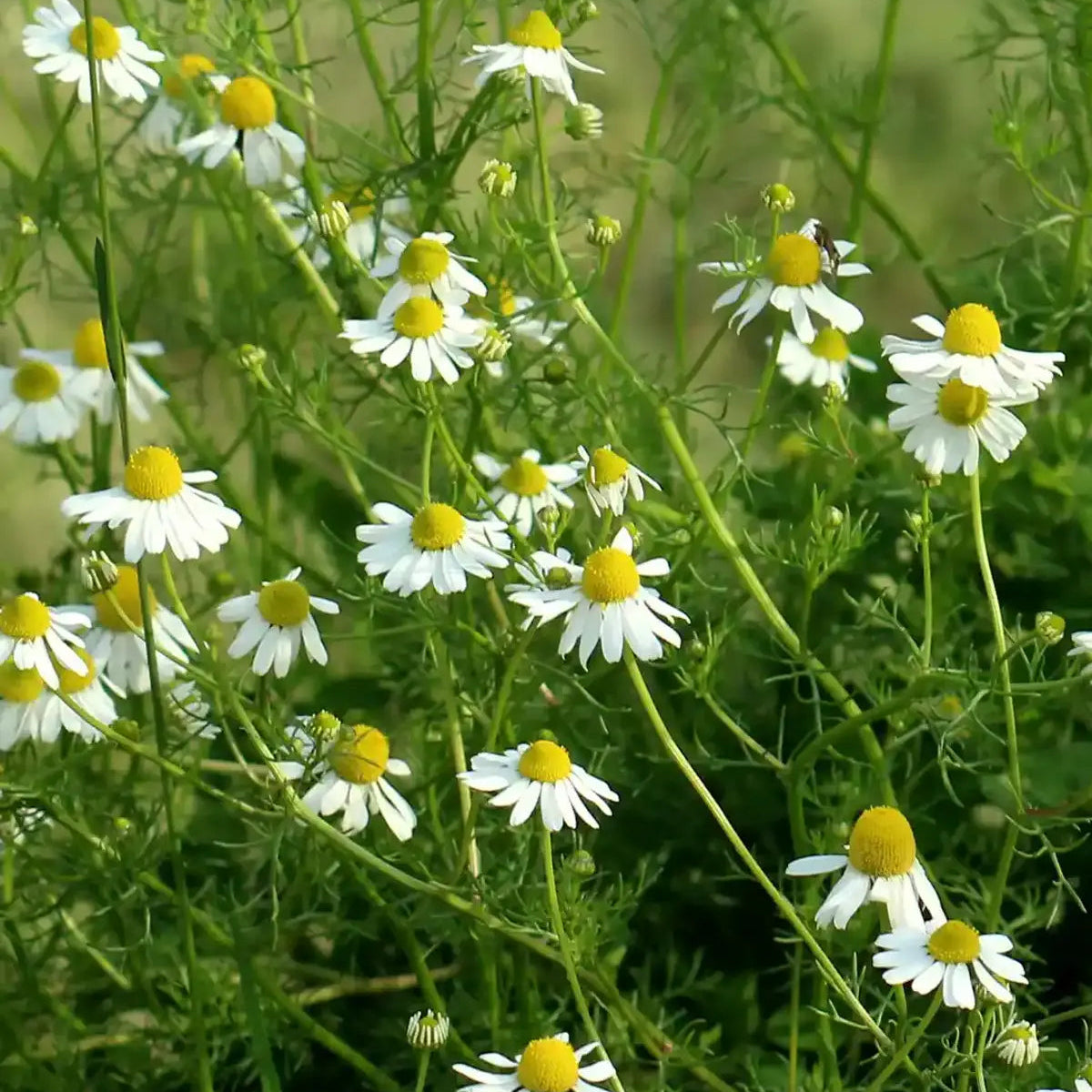 Mindful Seed Set - SSMF01 - Uneeka