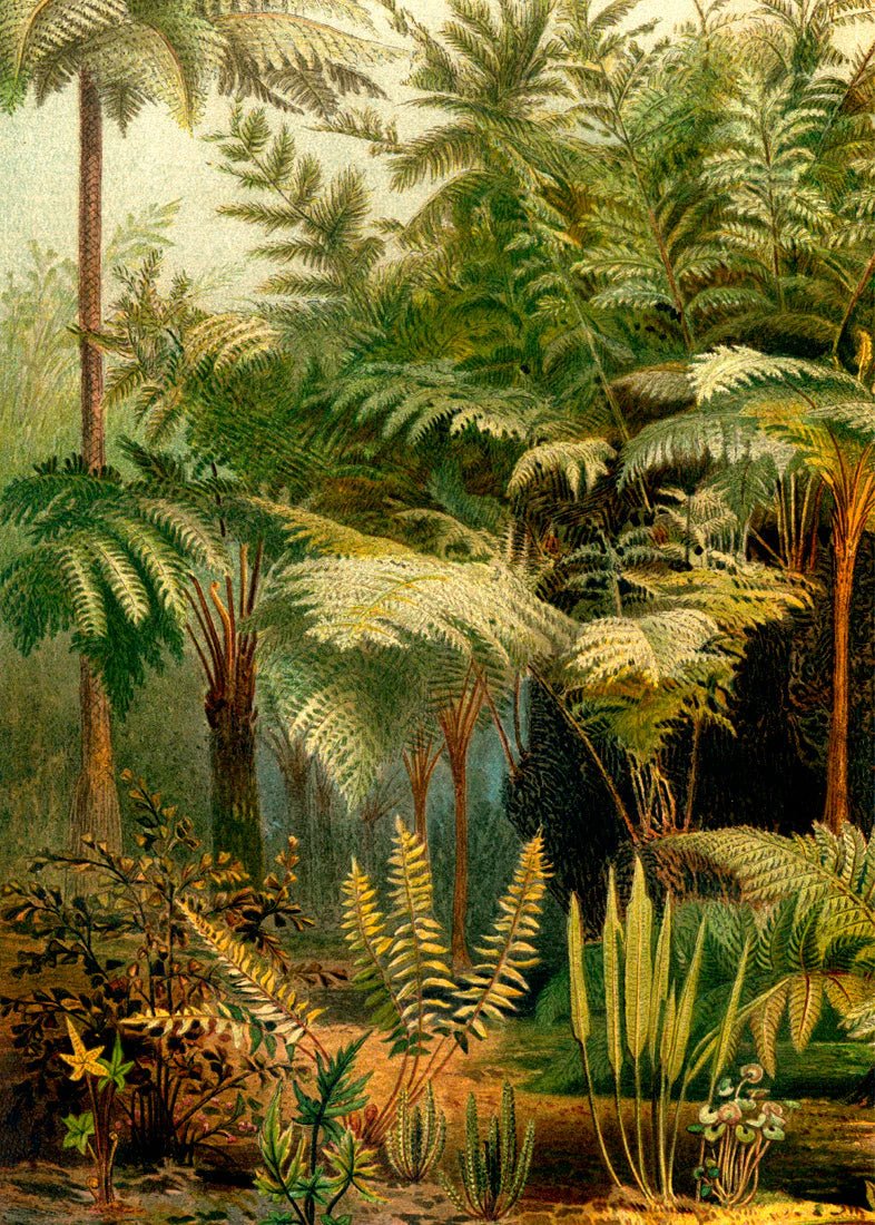 Fern Jungle Framed Art Print (LEFT) - 50x70 2926L - Uneeka
