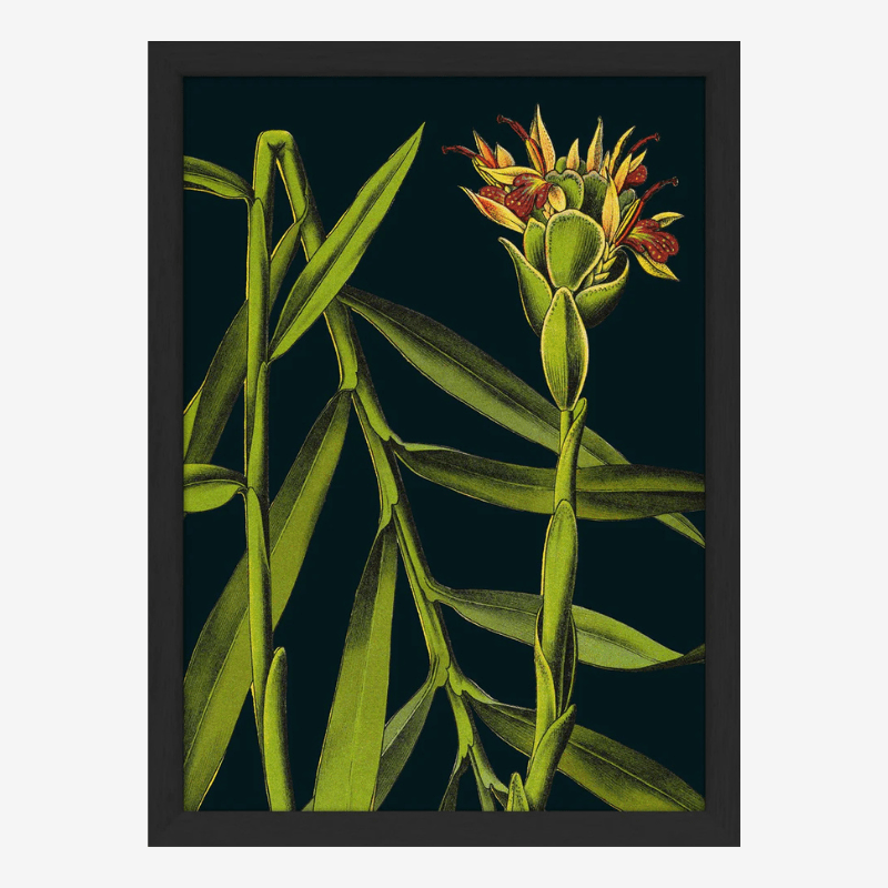 Florium Noir Ginger Plant Mini Print In Black Frame* - BFG 15x21 RC225 - Uneeka