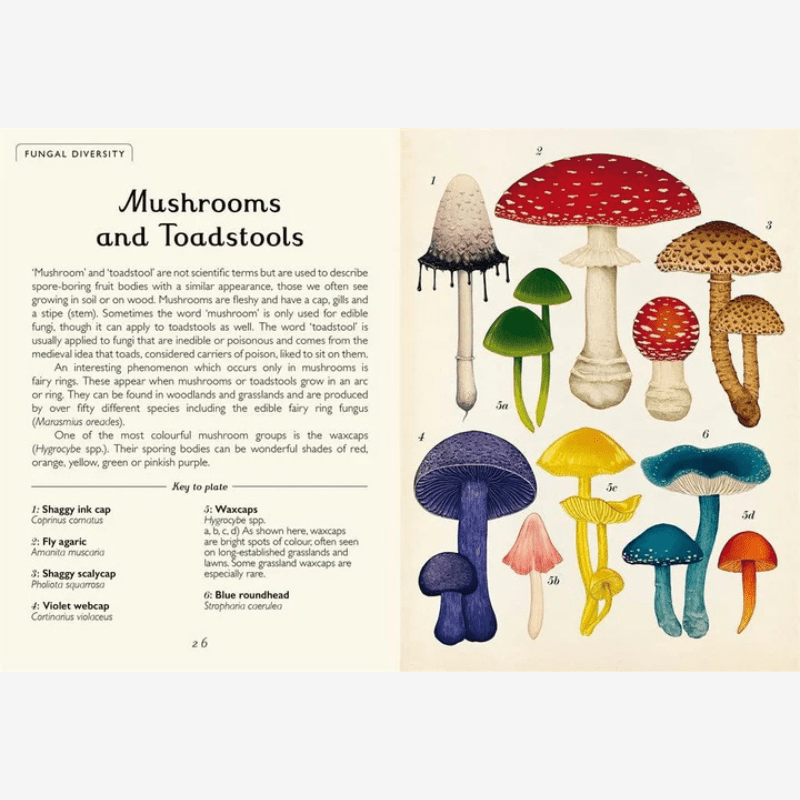Fungarium Mini Nature Guide Book - B068843 - Uneeka