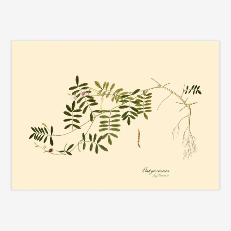 Galega Cinerea Framed Art Print - 50x70 3114 - Uneeka