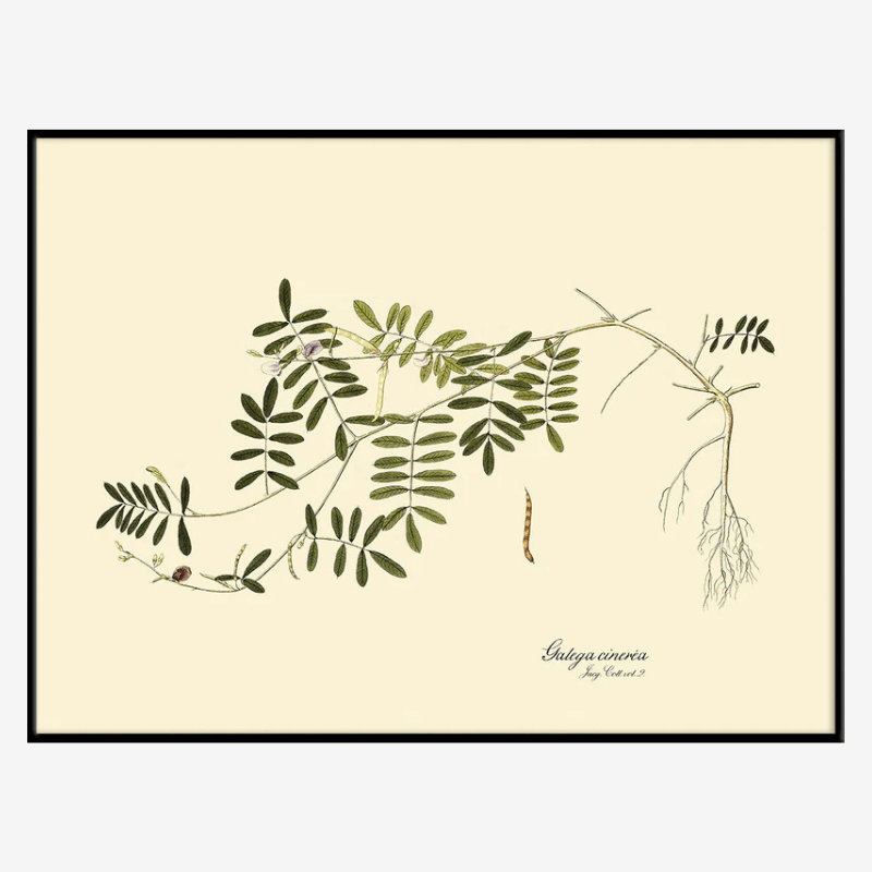 Galega Cinerea Framed Art Print - BFG 50x70 3114 - Uneeka