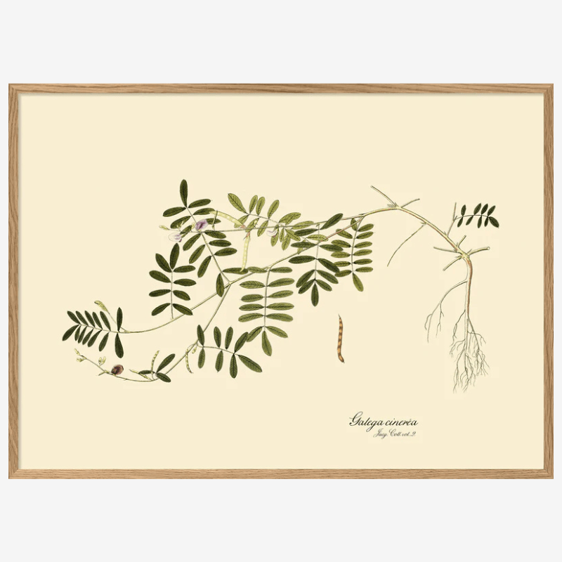 Galega Cinerea Framed Art Print - OFG 50x70 3114 - Uneeka