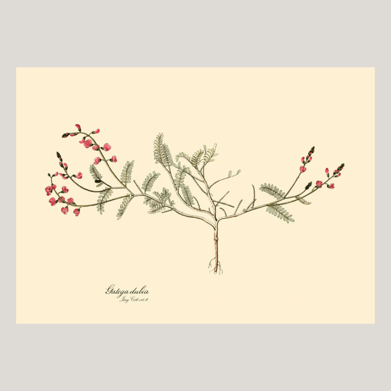 Galega Dubia Herb Framed Art Print - 50x70 3112 - Uneeka