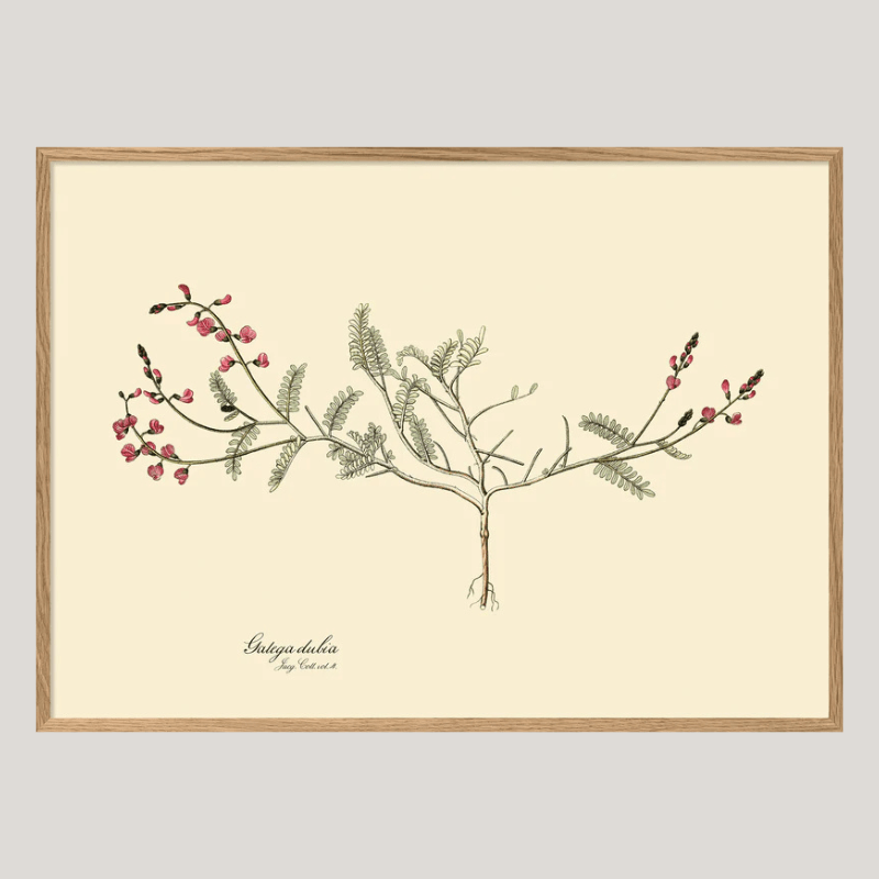 Galega Dubia Herb Framed Art Print - OFG 50x70 3112 - Uneeka