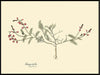 Galega Dubia Herb Framed Art Print - BFG 50x70 3112 - Uneeka