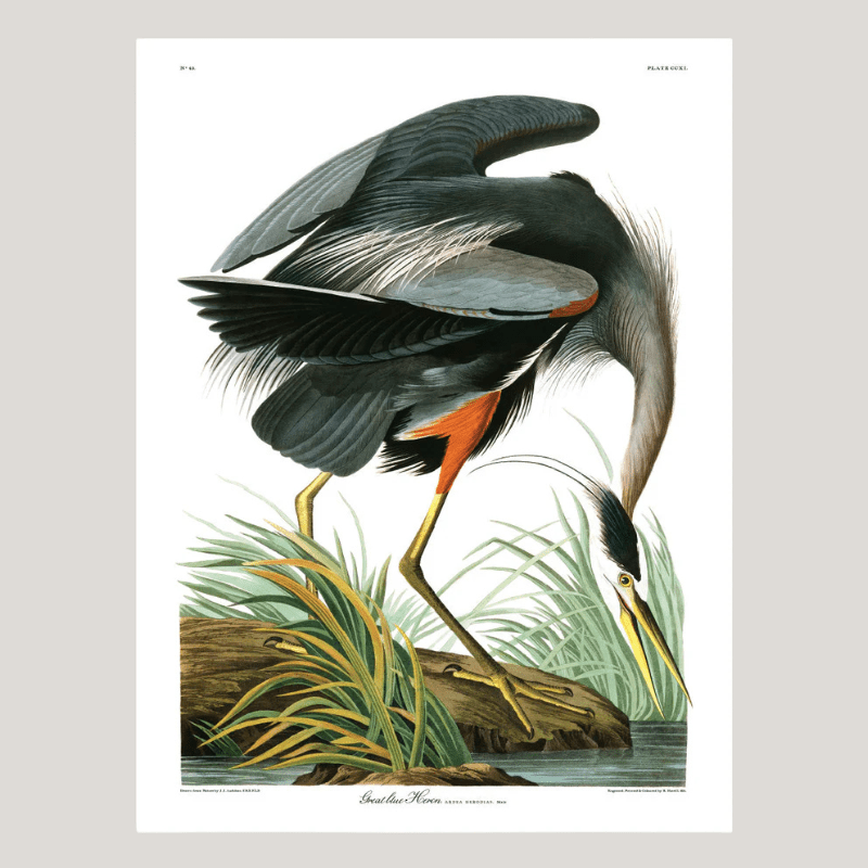 Great Blue Heron Framed Art Print - 50x70 6501 - Uneeka