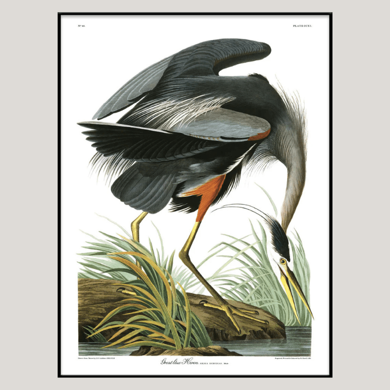 Great Blue Heron Framed Art Print - BFG 50x70 6501 - Uneeka