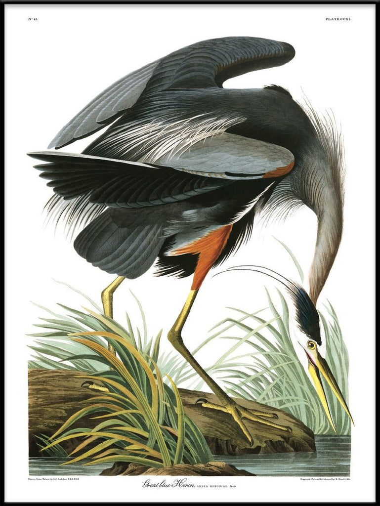 Great Blue Heron Print - BFG 50x70 6501 - Uneeka