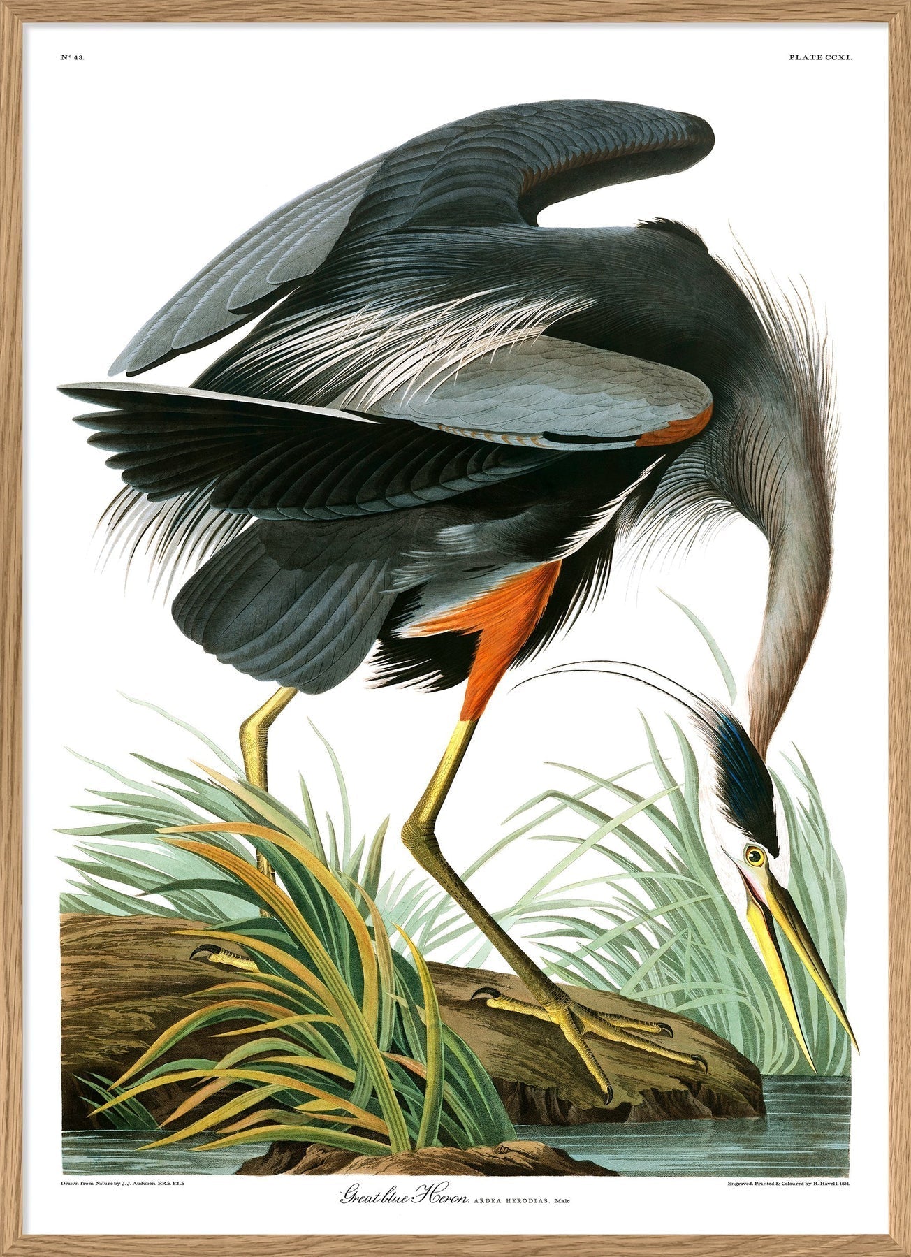 Great Blue Heron Print - OFG 50x70 6501 - Uneeka